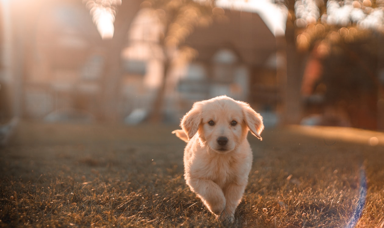 Dog Bather to Groomer: How to Get Promoted (Timeline, Skills, and Pay Jump)