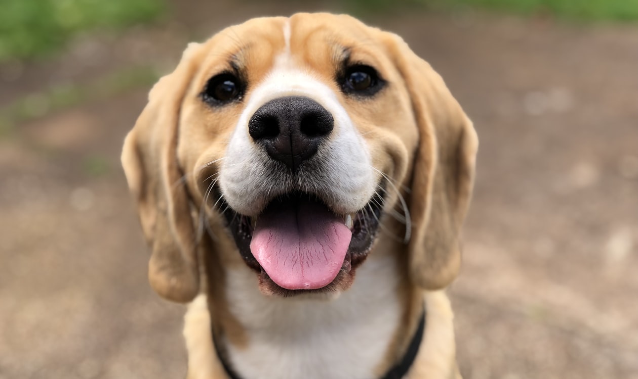 Commission vs Hourly Pay for Dog Groomers: Which Makes More Money?