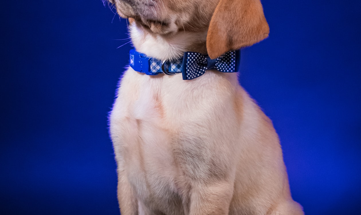 Dog Groomer Resume Guide: What to Include, What to Skip, and Real Examples