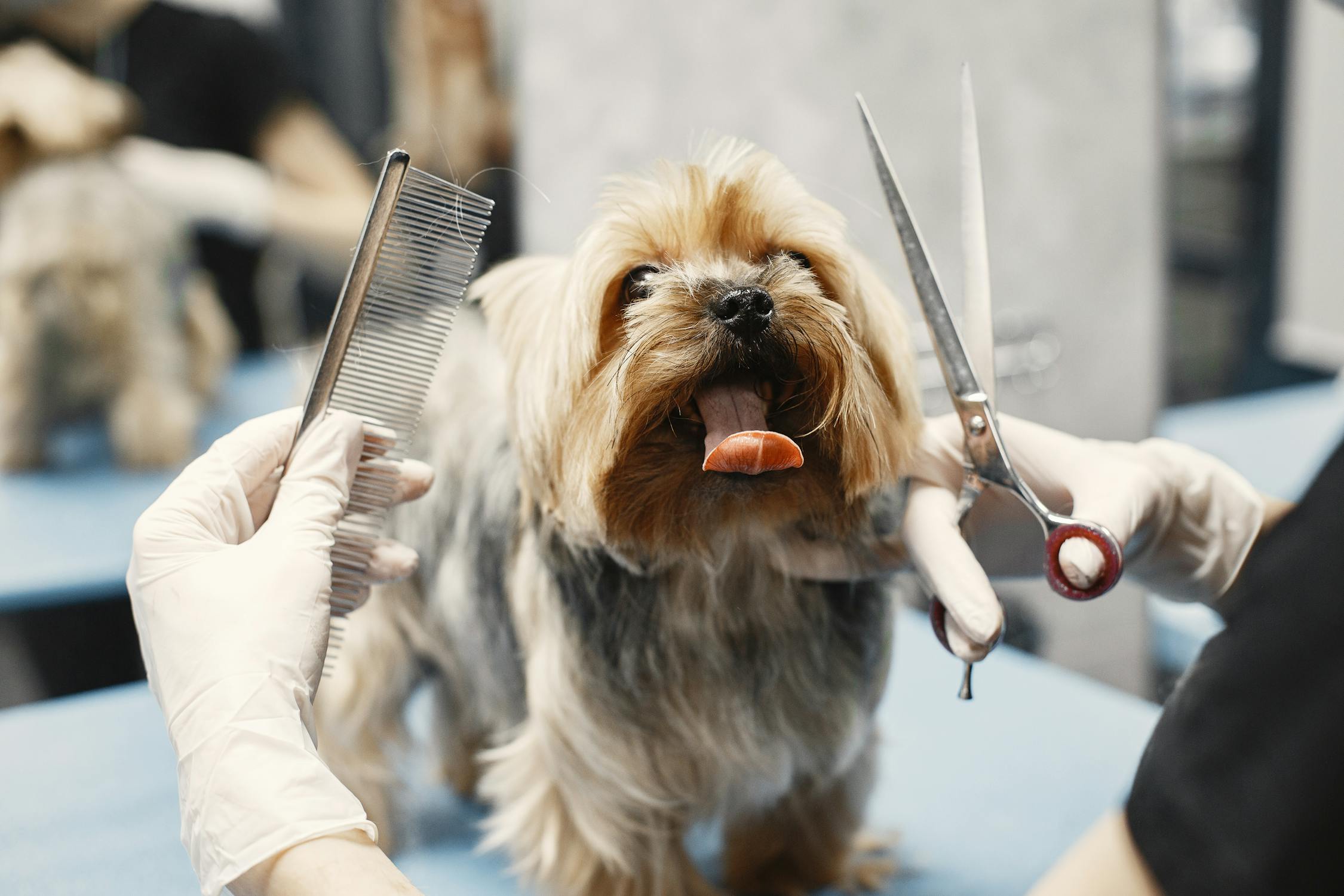 Dog Groomer Salary Guide 2026: How Much Can You Really Earn?