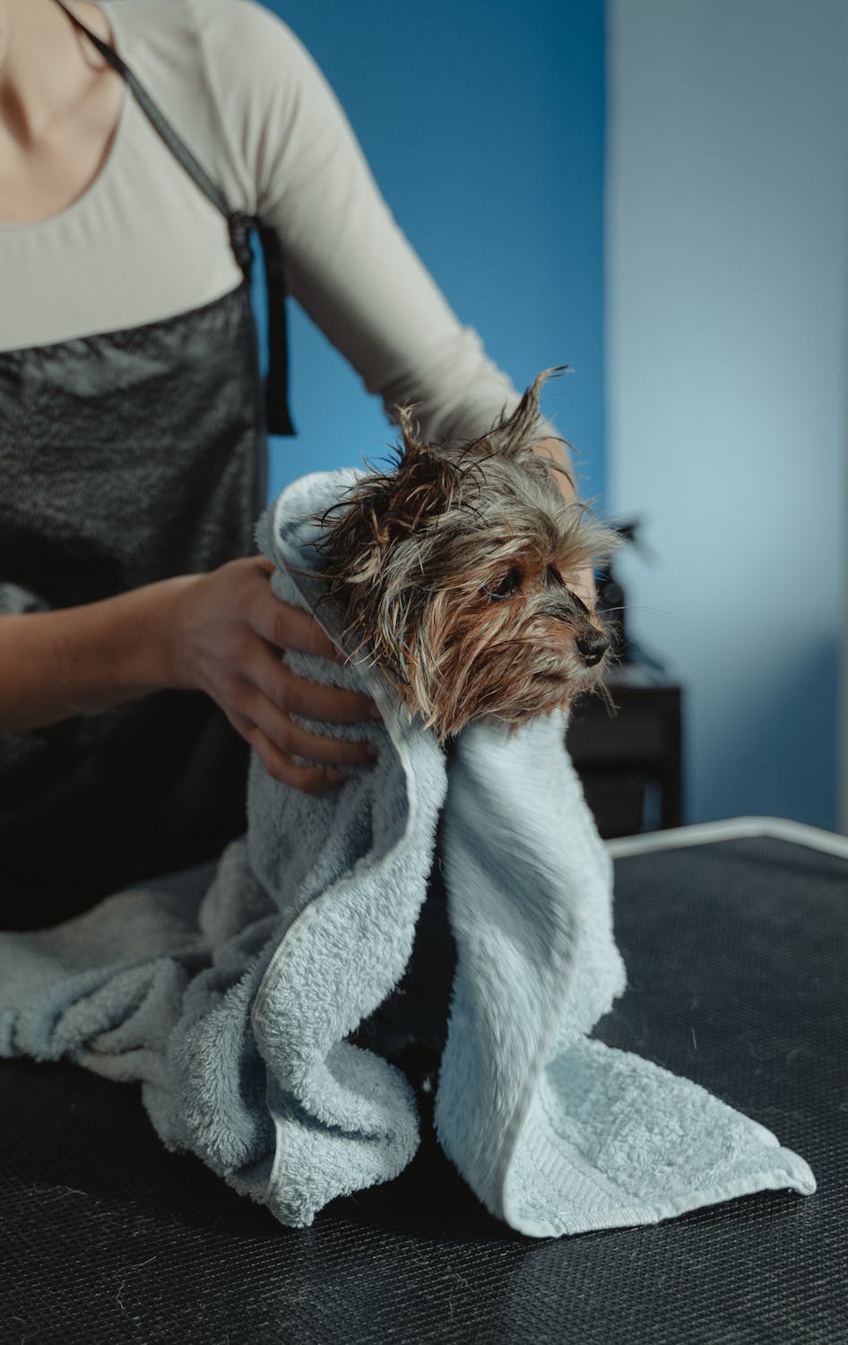 Dog Grooming Communities, Conferences, and Events Every Groomer Should Know
