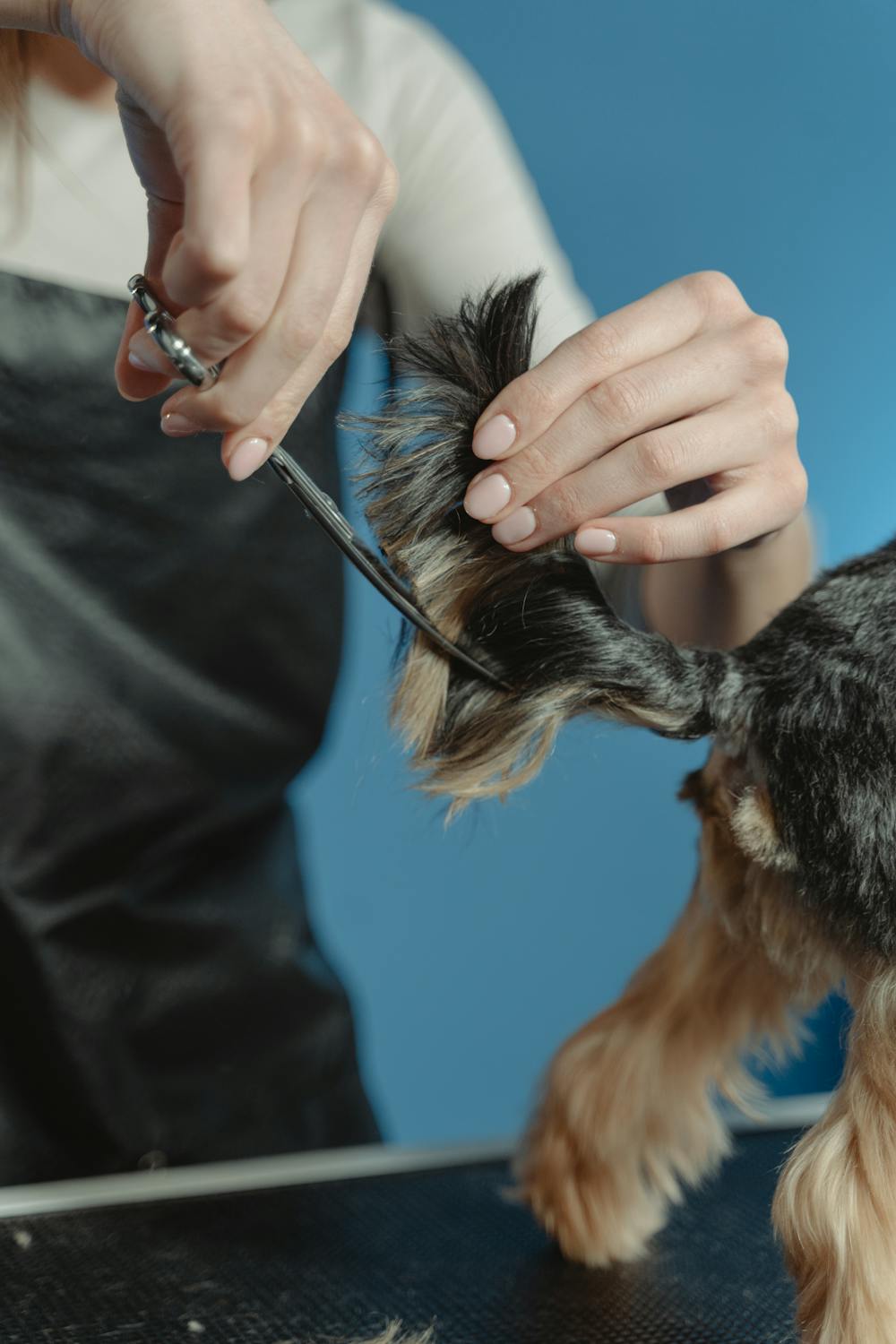 15 Dog Grooming Tips That Separate Good Groomers From Great Ones