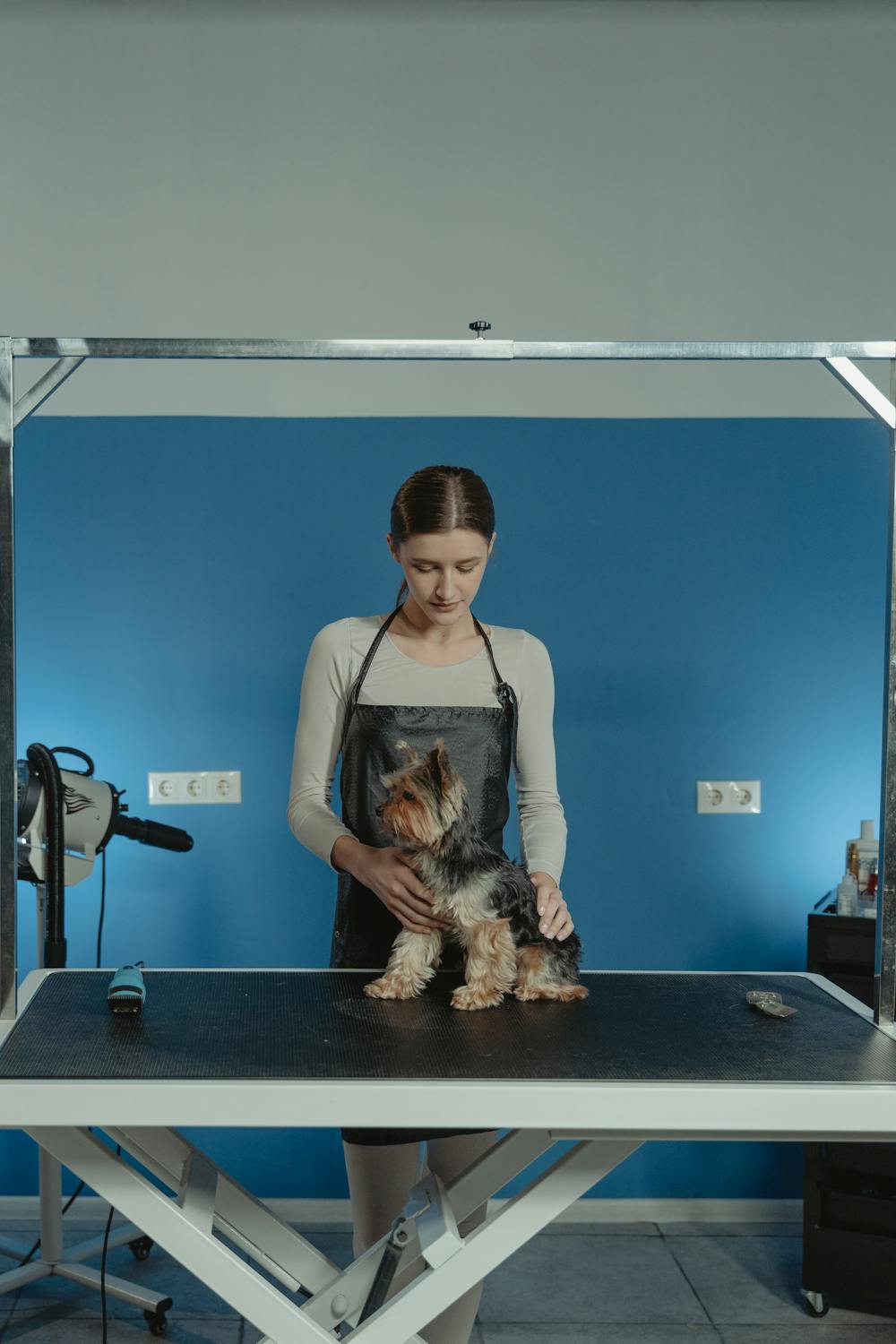 How to Become a Dog Groomer in 2026: The Complete Career Guide