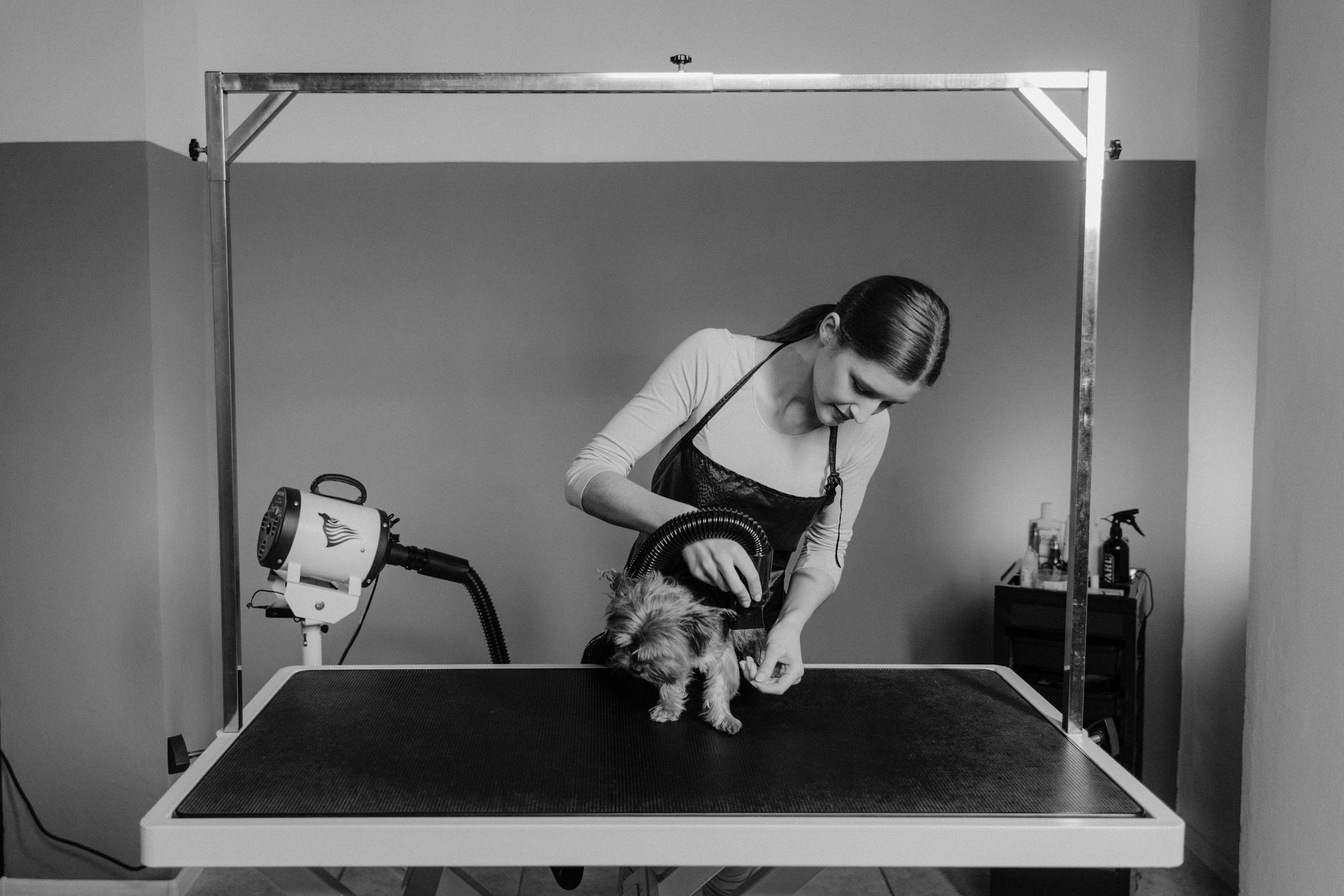 How to Open Your Own Dog Grooming Salon: A Step-by-Step Business Guide
