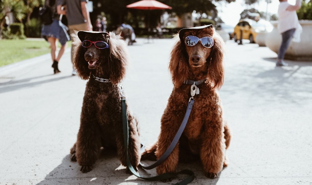 Mobile vs Salon Dog Grooming: Pay, Pros and Cons, and How to Choose