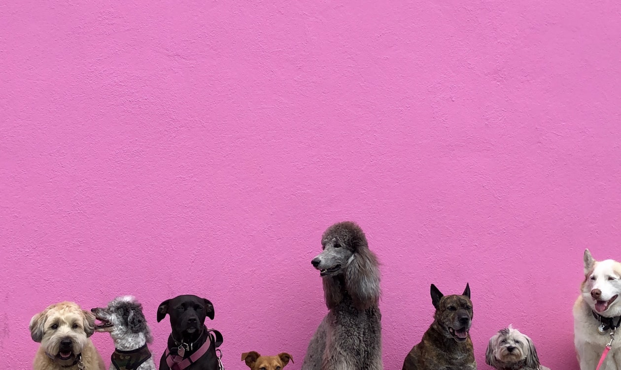 Petco Grooming Jobs: Salary, Training Academy, and What It's Like to Work There (2026)