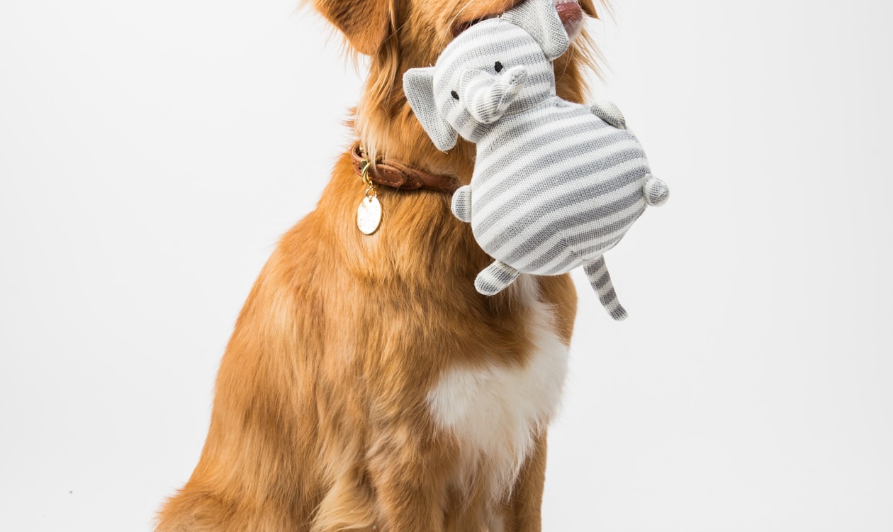 PetSmart Grooming Jobs: Pay, Academy, and the Real Career Path (2026)