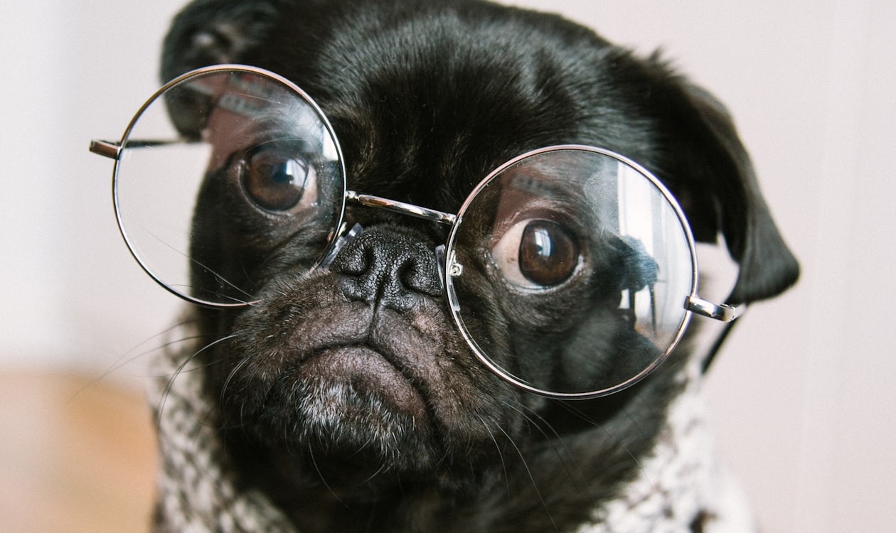 PetSuites Grooming Jobs: How Boarding Salons Pay and Work Differently