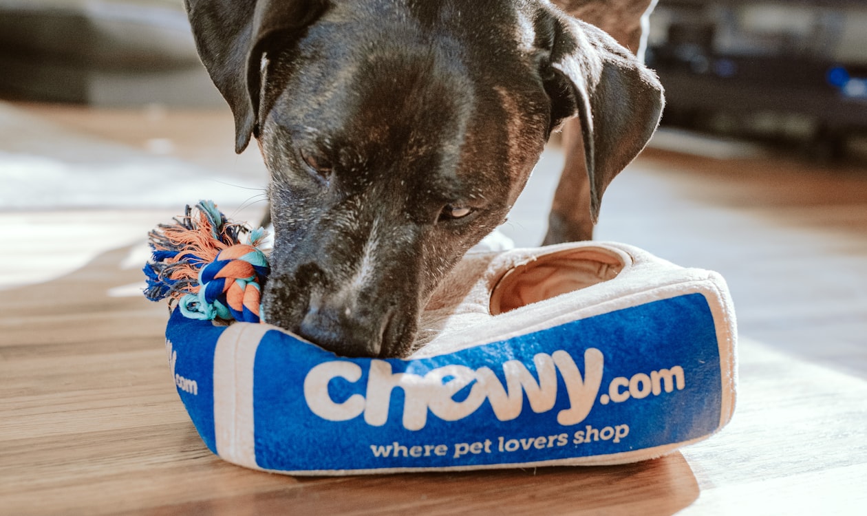 Dog Grooming Jobs in Texas: Salary, Top Cities, and Where to Apply (2026)