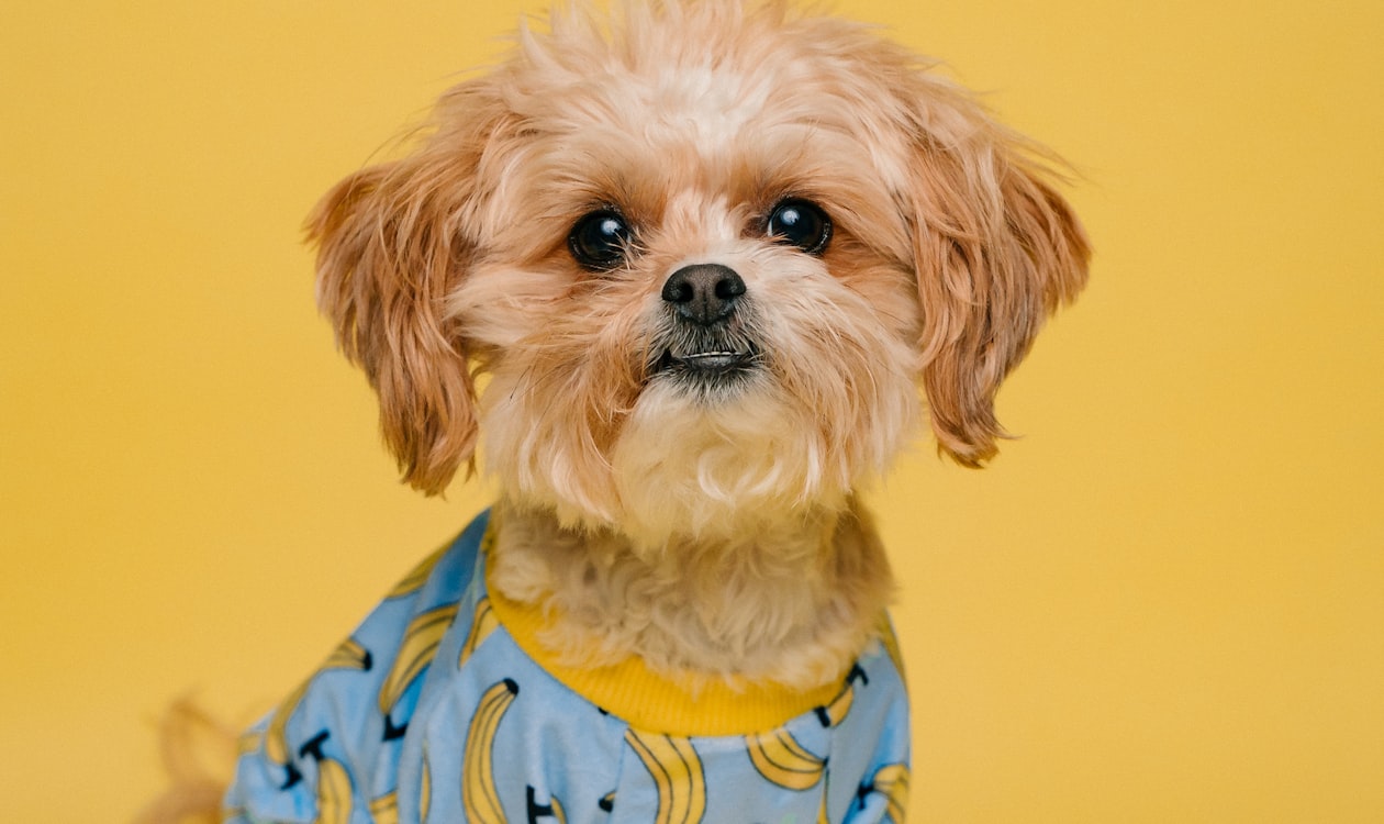 Tractor Supply Grooming Jobs: The Grooming Career Almost No One Talks About